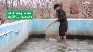 رونق بازار پرورش ماهی و ماهی‌پزی در قندوز