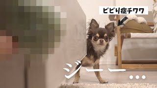 【検証】謎の物体にビビりまくるチワワが愛おし過ぎる...