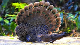 Grey Peacock Pheasant