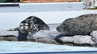 20230516 上野動物園　ゼニガタアザラシの家族　ママと一緒に過ごすかわいい赤ちゃんアザラシ（4月8日生まれ）