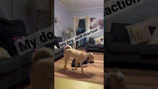 My dog jack how will jack help me? #dogplaying #dog #doglovers #puppy #shorts #viral