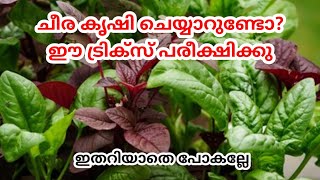 ഇനി നമ്മുടെ വീട്ടിലെ ചീര കൃഷിയും പൊടി പൊടിക്കും ചീര കൃഷിയിൽ വിജയിക്കാൻ കുറച്ച് എളുപ്പവഴികൾ#howtogrow