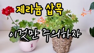 반려식물 제라늄 삽목시 주의사항 100%살리기 식물키우기