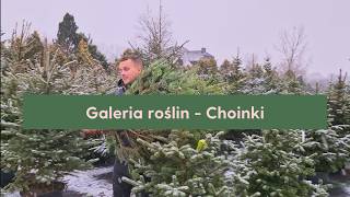 Gdzie po choinki? - GALERIA ROŚLIN