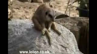 A long day at work - Sleepy Meerkat