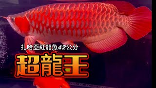 【龍世界】扎哈亞超龍王31公分,準備回台與大家碰面。龍魚專賣店/龍魚店家/專業龍魚/亞洲龍魚/红龙鱼/優質紅龍魚/龍世界紅龍魚會館/Arowana/龍魚生病/龍魚專家/精品龍魚/魚缸/水族/龍魚