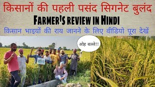 किसानो से बातचीत | सिगनेट बुलंद 5050 की फसल का निरिक्षण | Hybrid Rice | Agriculture Tips in Hindi