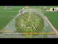 massive rice paddy ‘painting’ in china astonishes visitors