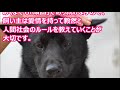 【最新版・犬種図鑑】甲斐犬【犬を知る】