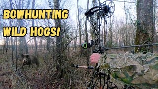 Hunting WILD HOGS With My BOW! - CRAZY Solo Bow Hunt