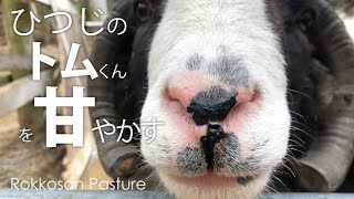 可愛い羊のトムくんを甘やかす【六甲山牧場】由緒正しい高貴な血筋ジャコブヒツジのトムくんを可愛がってみよう❤