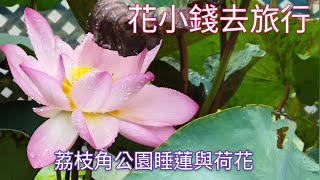 荔枝角公園睡蓮與荷花@香港賞花2021 Water Lily  スイレン \u0026 Lotus 蓮の花, Lai Chi Kok Park, Hong Kong