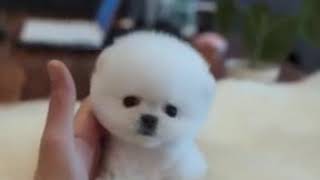 Smallest Dogs in the World