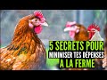 AUX débutants : comment MINIMISER ses DEPENSES 100% sur les POULETS GOLIATH en Afrique (investir)