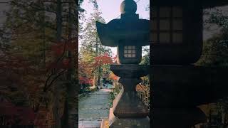 秋日追枫 西明寺的红叶 你心动了吗 嘿 小 日本旅游 红叶 风景如画的地方 旅游景点 #定制旅游 #日本司导 #日本地接 #日本地接 #中日翻译