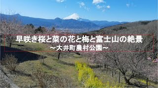 早咲桜（河津桜）と菜の花と梅と富士山の絶景（感動のパノラマビュー）～大井町農村公園～特に、河津桜は今見ごろでその美しさに引き込まれます。