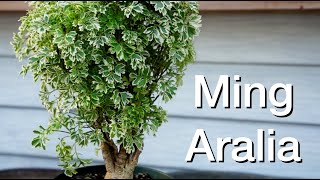 Ming Aralia Repot:  Dave's Bonsai E240