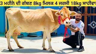 3 ਮਹੀਨੇ ਦੀ ਗੱਬਣ ਜਰਸੀ 8kg ਮਿਲਕ 24000 ਚ 18kg ਮਿਲਕ ready ਸਾਹੀਵਾਲ 55000 ਚ ਖਰੀਦੋ 4 ਜਰਸੀ cows for sale!!