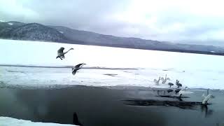 小雪の屈斜路湖の白鳥一家