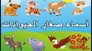 Teaching the names of young animals in Arabic