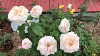 ‘Francis Meilland’ Hybrid Tea Rose