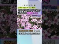 最大10連休のgwどう過ごす？見ごろのチューリップ、芝桜の見ごろは news short ux新潟テレビ21 新潟