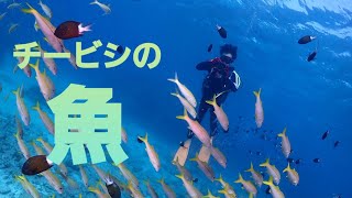 【慶良間ダイビング】青い海で少人数ダイビング！アルファダイブ