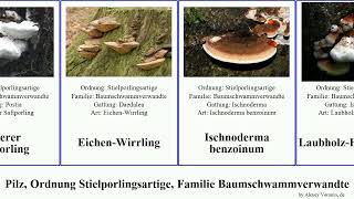 Pilz, Ordnung Stielporlingsartige, Familie Baumschwammverwandte fungus Rotrandiger Modern Unicorn