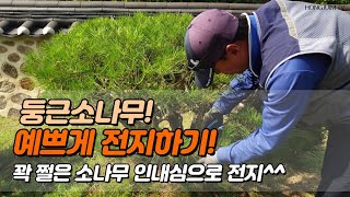 둥근소나무 전지! 예쁘게 전지하기.. 꽉 쩔은 소나무 인내심으로 전지 / Beautiful pine pruning 050!