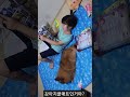 강아지 쿨매트? 사람 쿨매트? 애견용 함께 쓰는 느낌 #shorts