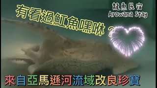 白子魟魚交配\u0026繁殖篇