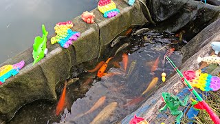 Fishing for ornamental fish in the pond, betta fish, koi fish, goldfish, crocodiles, real turtles