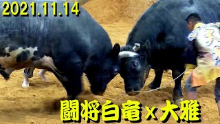 闘将白竜ｘ大雅 2021.11.14　【沖縄闘牛】