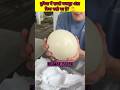 World's Strongest 🥚egg #shorts #viral #trending #facts #ostrich #egg