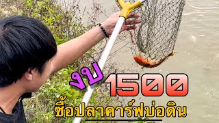 ซื้อปลาคาร์ฟบ่อดิน มาเลี้ยงด้วยงบ 1500บาท ผมจะได้ปลาคาร์ฟตัวใหม่กี่ตัว?