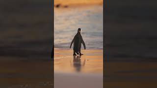 surah kausar with beautiful Penguins views#shorts #islamic #surah #nature #beautifulvideos