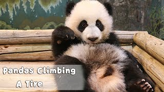 【Super Panda】Episode 147 Pandas Climbing A Tire | iPanda