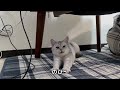 大好きだったこたつ布団を片付けられてしまった推し猫がこちらです