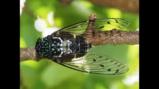 ミンミンゼミの鳴き声 Hyalessa maculaticollis singing