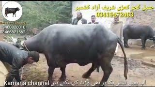 4 سجری سوئی بھینسیں 1 سجری گاے براے فروخت۔ جمیل گجر کھڑی شریف۔Four Buffalos  One Cow For Sale