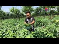 农村“巨大”型人汗菜，一颗野菜就是一盘菜，大家来认识下