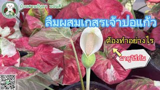 ลืมผสมเกสรเจ้าปอแก้ว ข้ามวันแล้วไม่ต้องตกใจ มาดูกัน #caladium #บอนสี #ผสมเกสร #บอนสีมาแรง #shorts