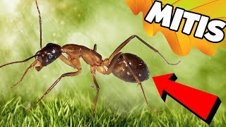 Camponotus Mitis - Крупные и агрессивные #муравьи