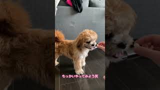 ちくわくんにドッキリしてみたよ🤣 #チワズー #犬 #ドッキリ