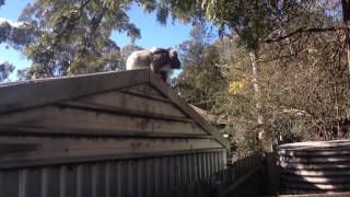 Koala Fail........Drop Bears Exist