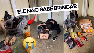 O PRIMEIRO PRESENTE DA VIDA DO THOR 🎁 ele não sabe brincar 😭