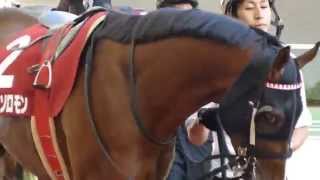 レッドソロモン　in　 阪神競馬場　at  2015.09.27. #1