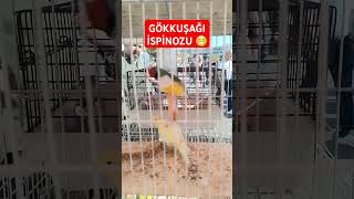 Pazardaki En Renkli Kuşlardan Biriydi ❤️ ❤️ ❤️