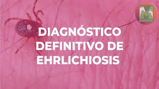 Diagnóstico de Laboratorio de Ehrlichosis / GUÍA DE DIAGNÓSTICO DE LABORATORIO VETERINARIO