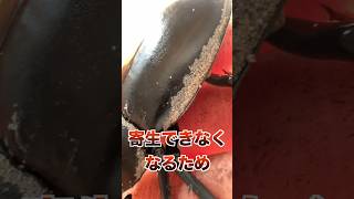 【閲覧注意】クワガタにべっとり寄生するダニを手で何度も触ったら…